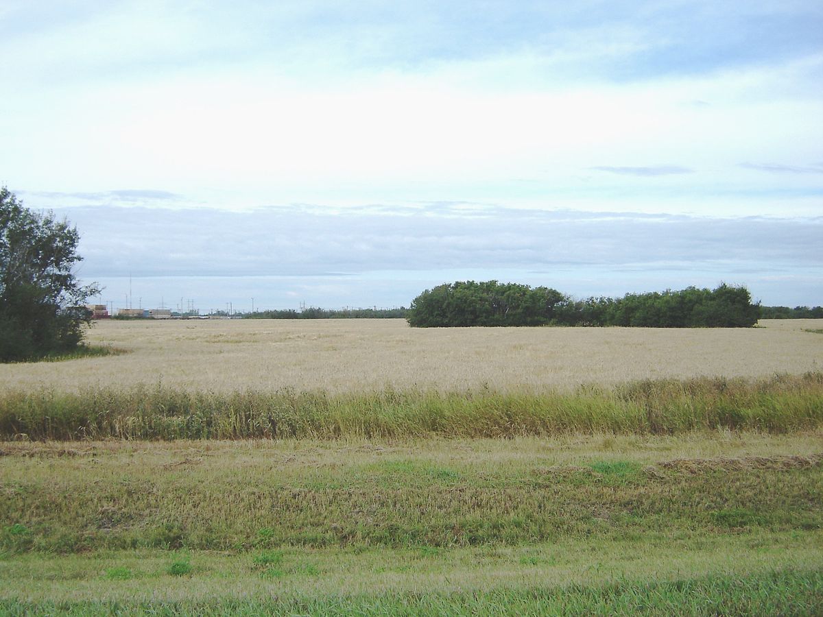 Saskatchewan farmland and aspen parkland near Saskatoon under open sky